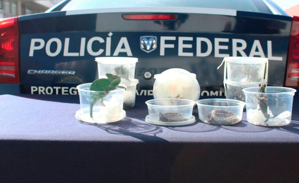PF rescata animales exóticos en Aeropuerto