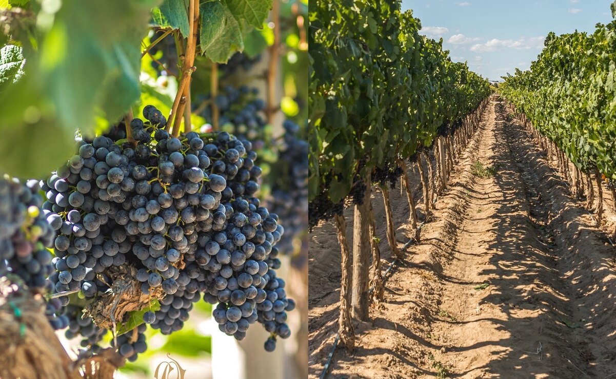 Campos de Cava Quintanilla en Moctezuma. Fotos: Cava Quintanilla, FB