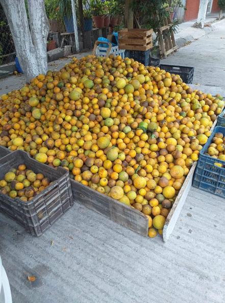 Inspeccionarán campos agrícolas en SLP; buscan proteger derechos laborales de trabajadores