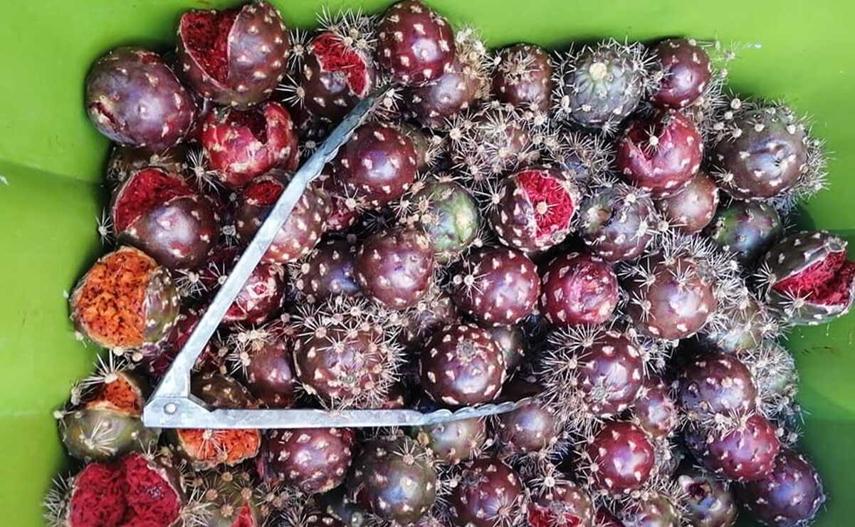 Llega el primer Festival de la Pitaya a Tierranueva, SLP, uno de los más esperados