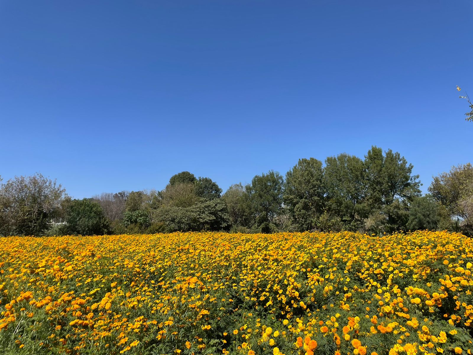 El cultivo de cempasúchil de la familia Cortés se encuentra en el municipio de Soledad