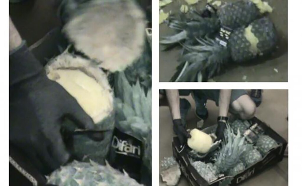 Las autoridades distribuyeron esta composición gráfica de piñas a las que se introdujeron cilindros de cocaína para transportar por mar a Europa. Foto: Ministerio de Seguridad Pública de Costa Rica