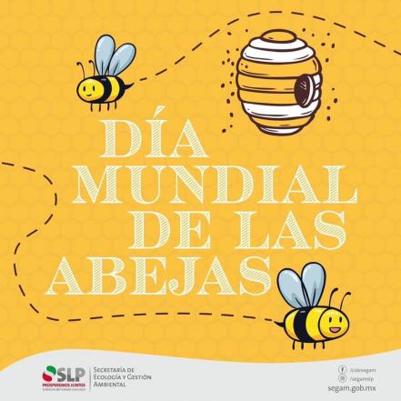 Titular de Segam pide a potosinos cuidar a las abejas; llama a no destruir panales