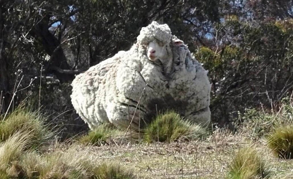 Muere Chris, la oveja más lanuda del mundo