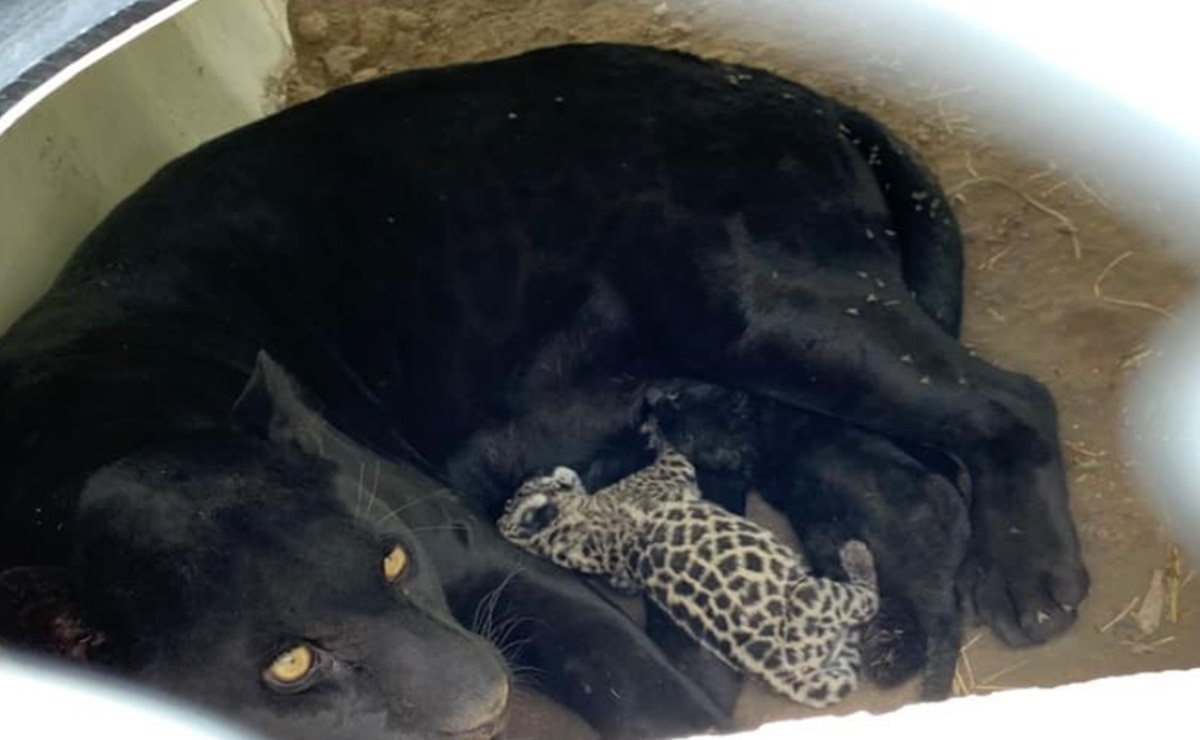 Nacen dos cachorros de jaguar en el Parque Tangamanga I