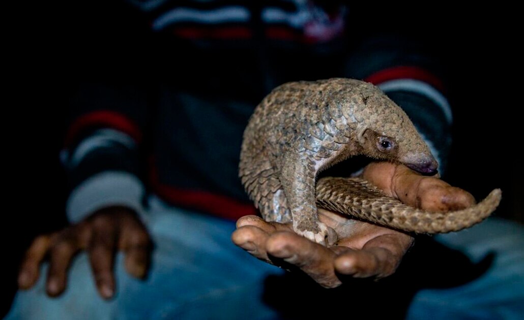 Los pangolines están en peligro sobre todo por la caza furtiva. Foto: Neil D'Cruze / Sinc
