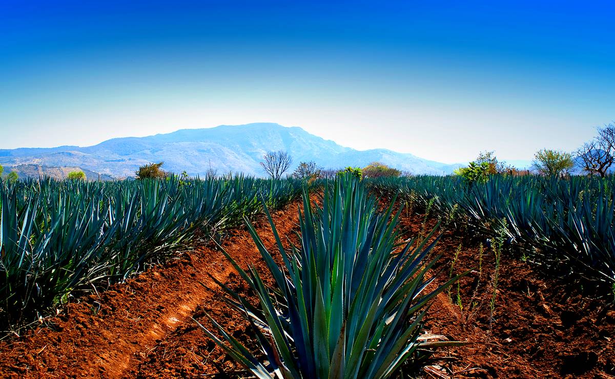 Edificarán planta destiladora Luis Venegas para producir mezcal en SLP