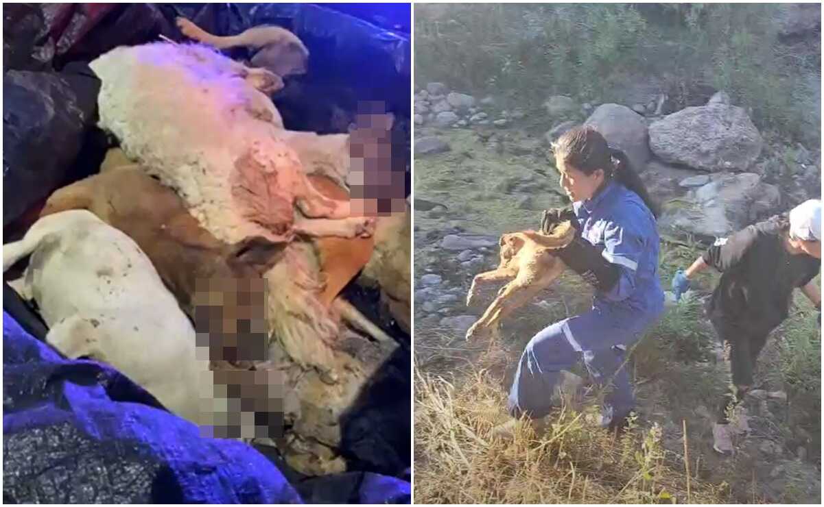 Investigan muerte masiva de animales, en su mayoría perritos, en la capital de SLP. Fotos: Captura de video