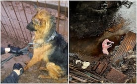¿Qué ha pasado con el criadero clandestino de perritos hallados en condiciones extremas en Milpillas? Esto sabemos