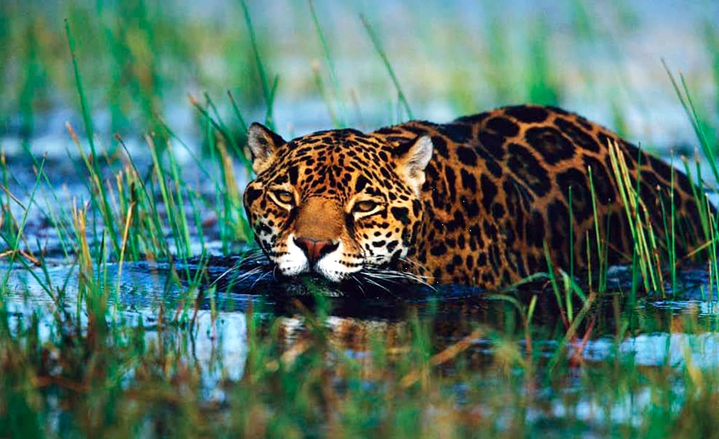 Más de 2 mil jaguares en peligro por el Tren Maya