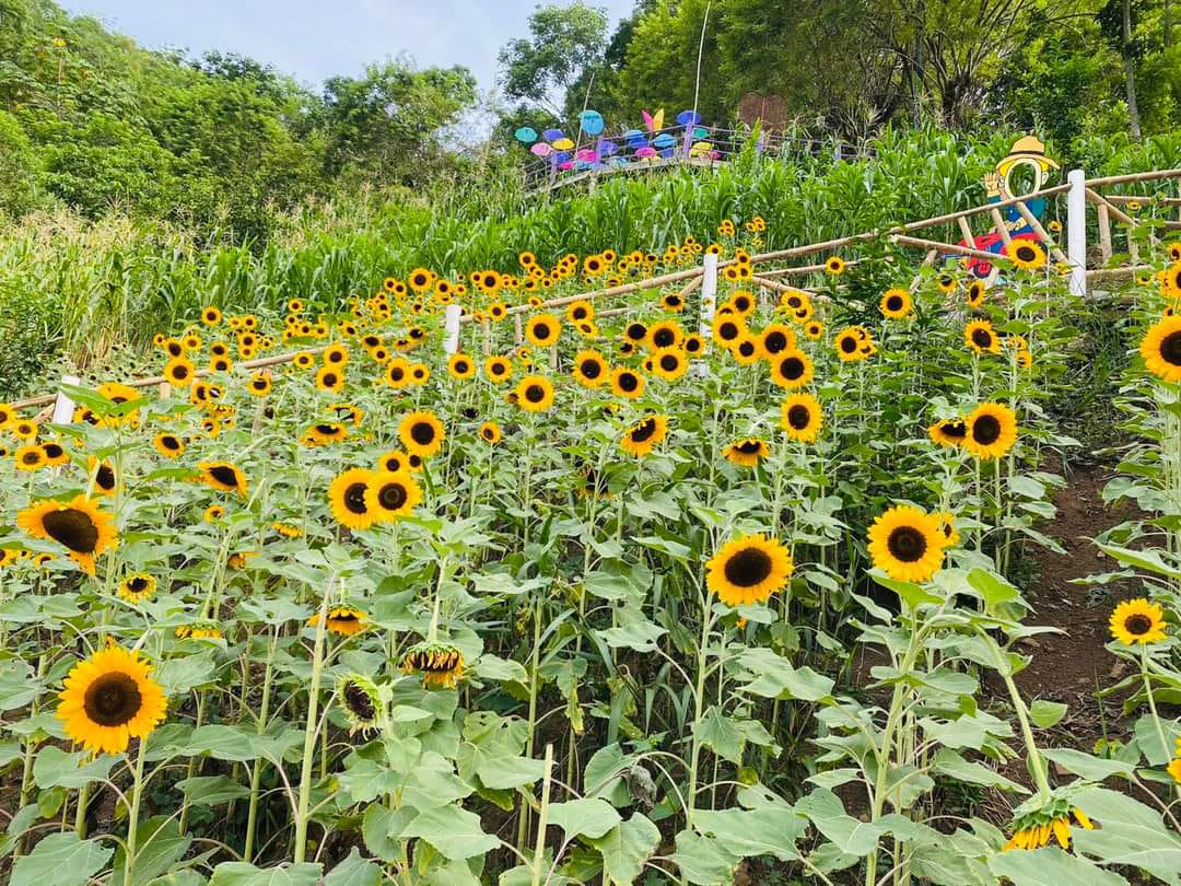 Conoce el Cerro del Girasol en SLP