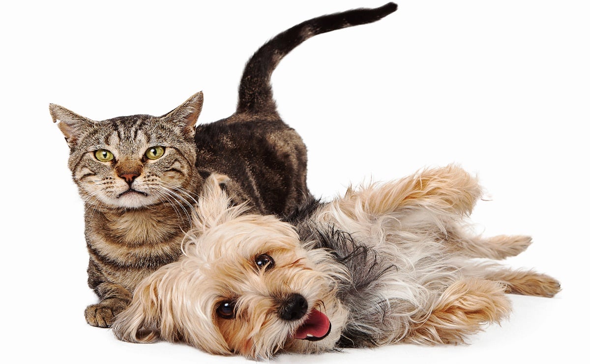 Foto: Archivo/EL UNIVERSAL