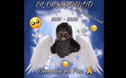 Componen "changocorrido" a mono araña abatido en enfrentamiento en Edoméx