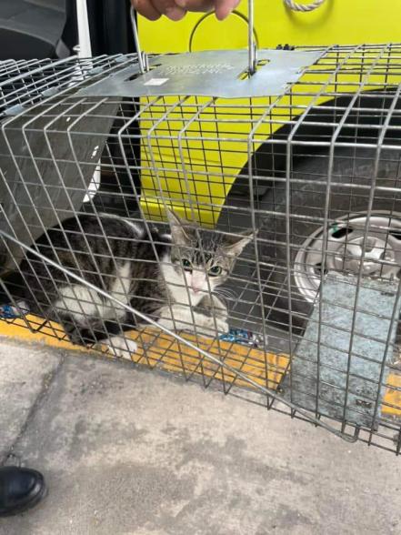 Rescatan a michi atrapado en puente vehicular de SLP; estuvo cuatro días atrapado