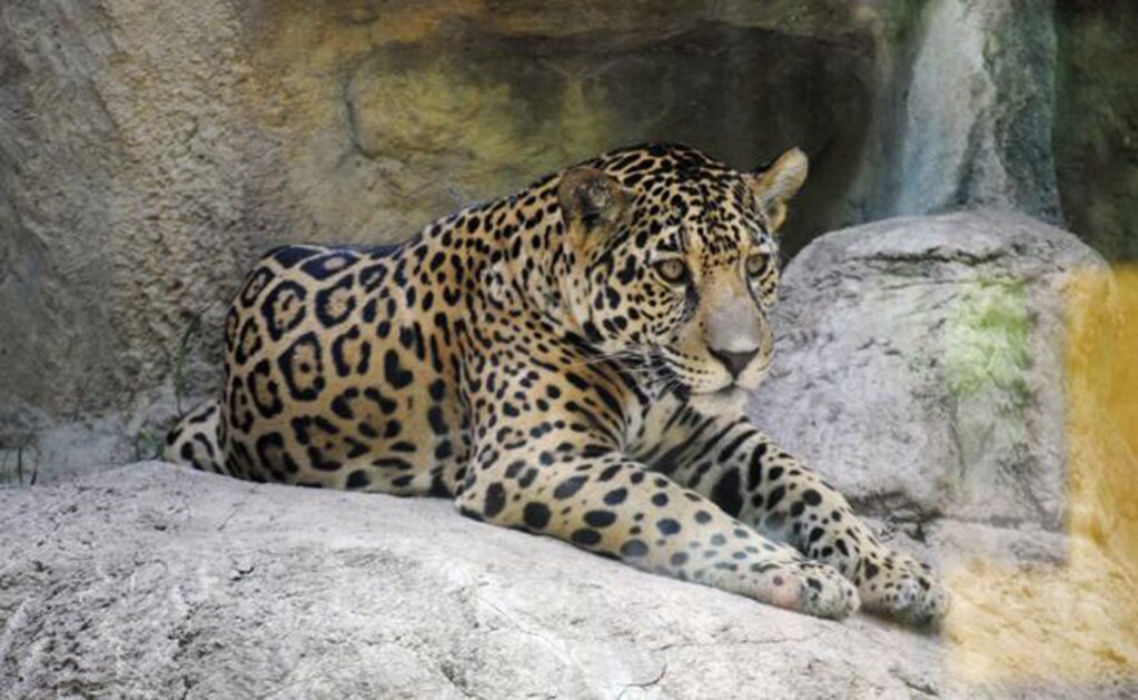 Los mayas comercializaban con jaguares para sacrificios rituales