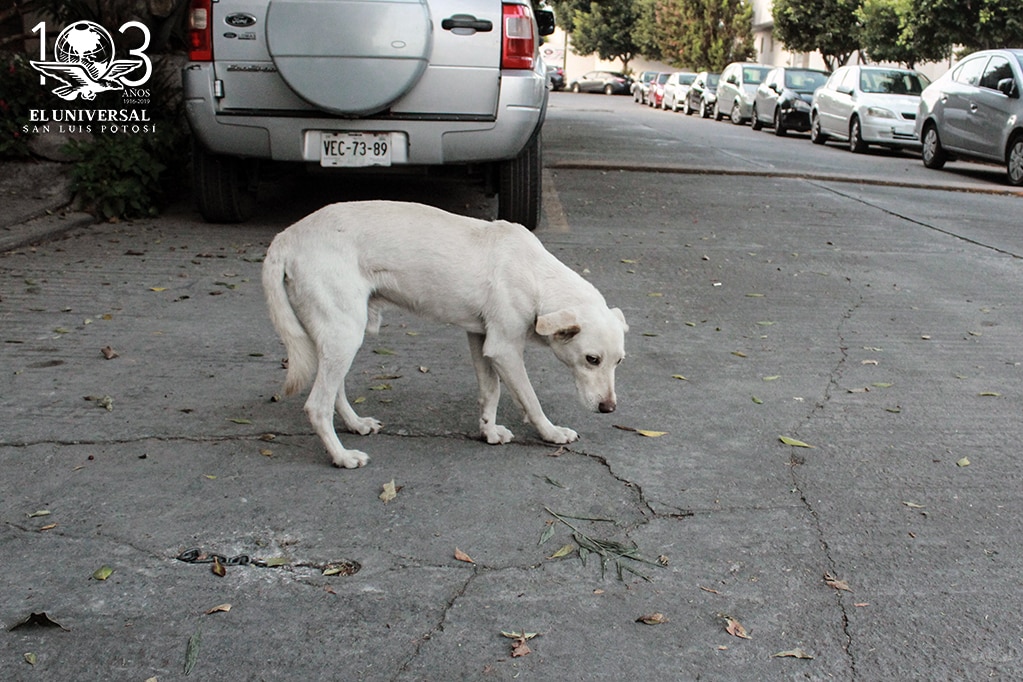 Maltrato animal podría castigarse con multas de hasta 76 mil pesos
