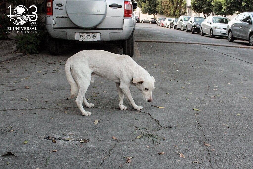 Maltrato animal podría castigarse con multas de hasta 76 mil pesos