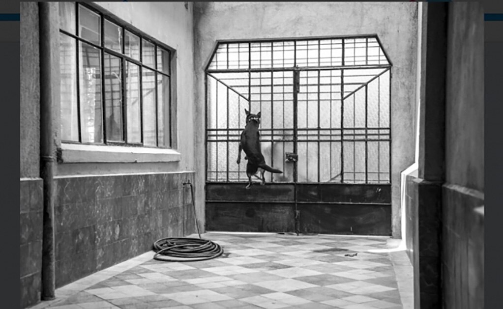 Recrean en ROMA el excremento de Borras