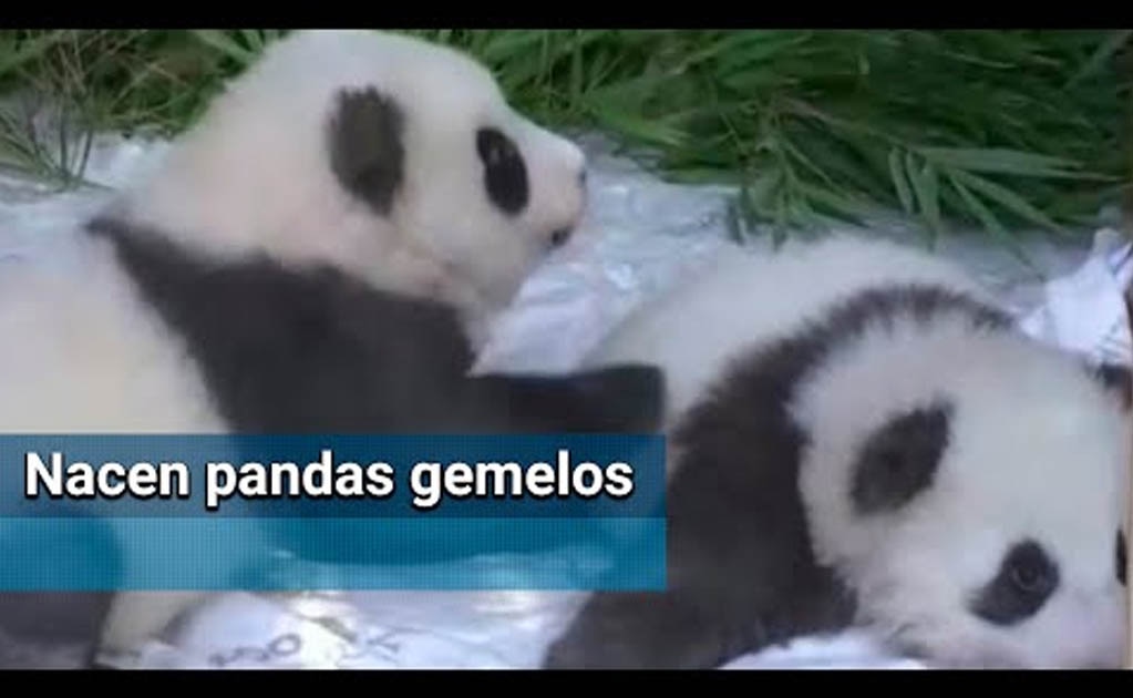 Pandas gemelos en Alemania (Foto: EFE)