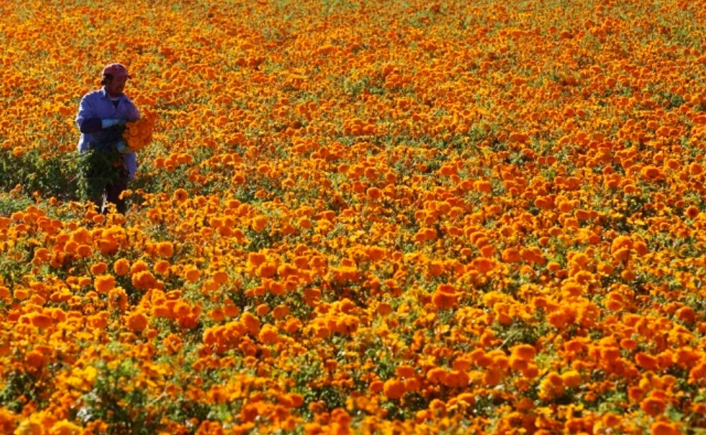 SLP entre los principales productores de flor de cempasúchil