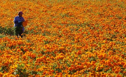 SLP entre los principales productores de flor de cempasúchil
