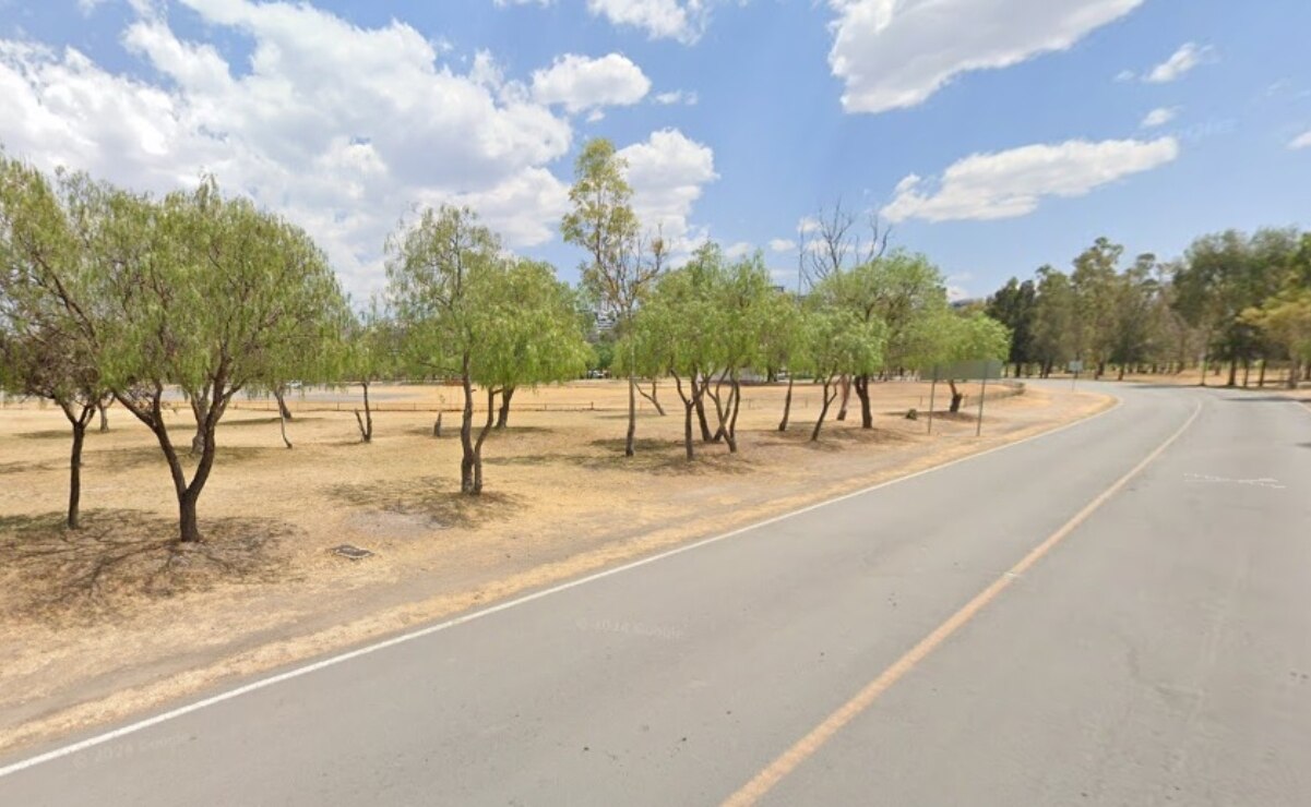 Buscan reforestar y sustituir mezquites de los Parques Tangamanga; "queremos darle otra vista"