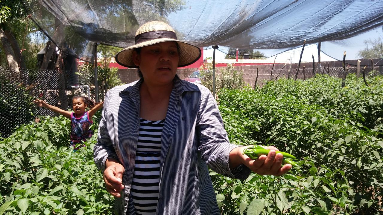 Sector agroindustrial ha invertido en SLP más de 4 mmdp