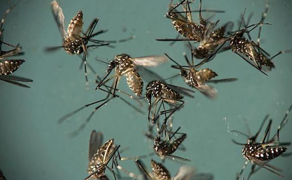 Virus del Zika puede combatir tumores cerebrales