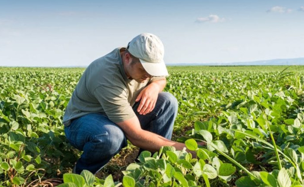 Investigaciones sobre sanidad vegetal abonan economía del país