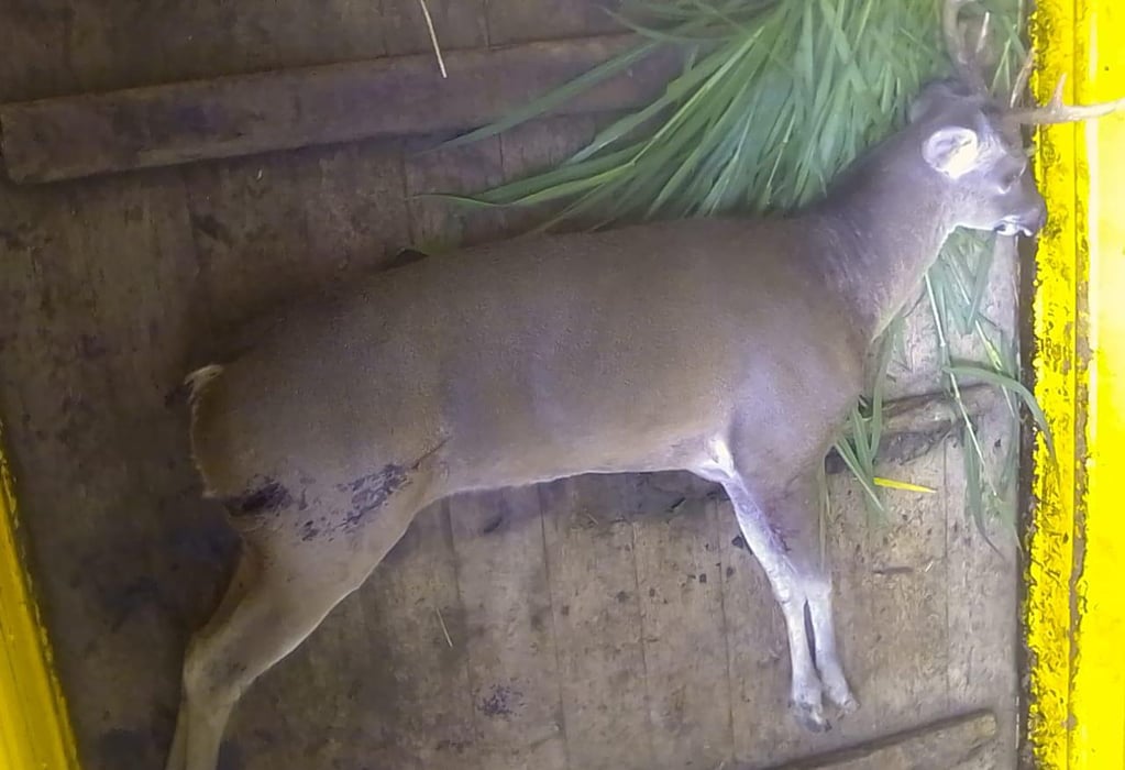 Reportan presunto aprovechamiento ilícito de venado 