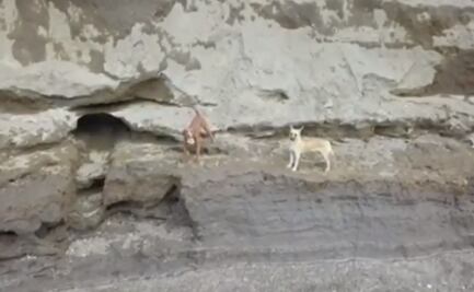 Viral. Dron capta en video a perritos atrapados en socavón de Puebla