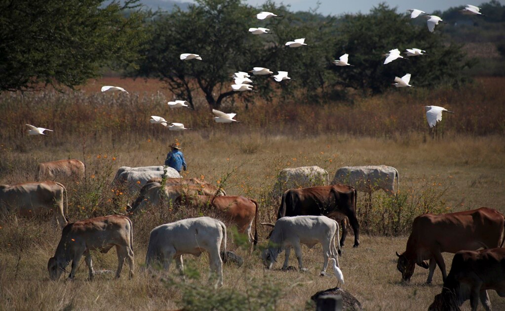 Abigeato afecta a ganaderos en SLP 
