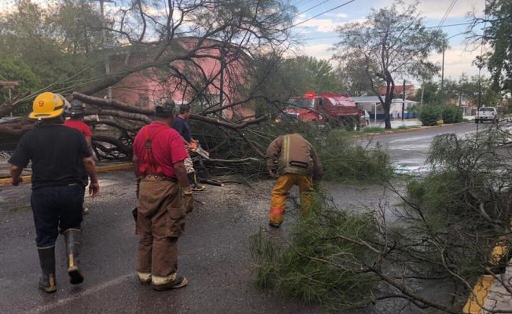 Lluvias atípicas dejan 23 árboles caídos en Tamaulipas