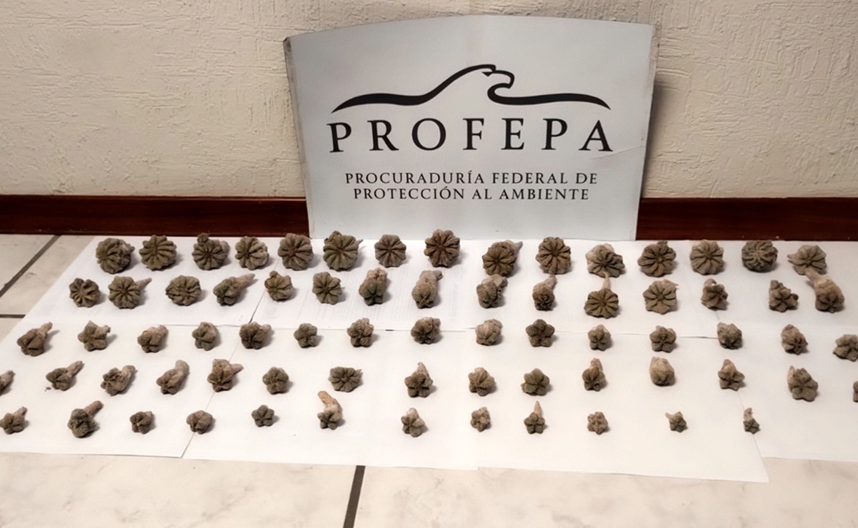 Asegura Profepa especies protegidas de flora y fauna enviadas por paquetería de forma ilegal en SLP