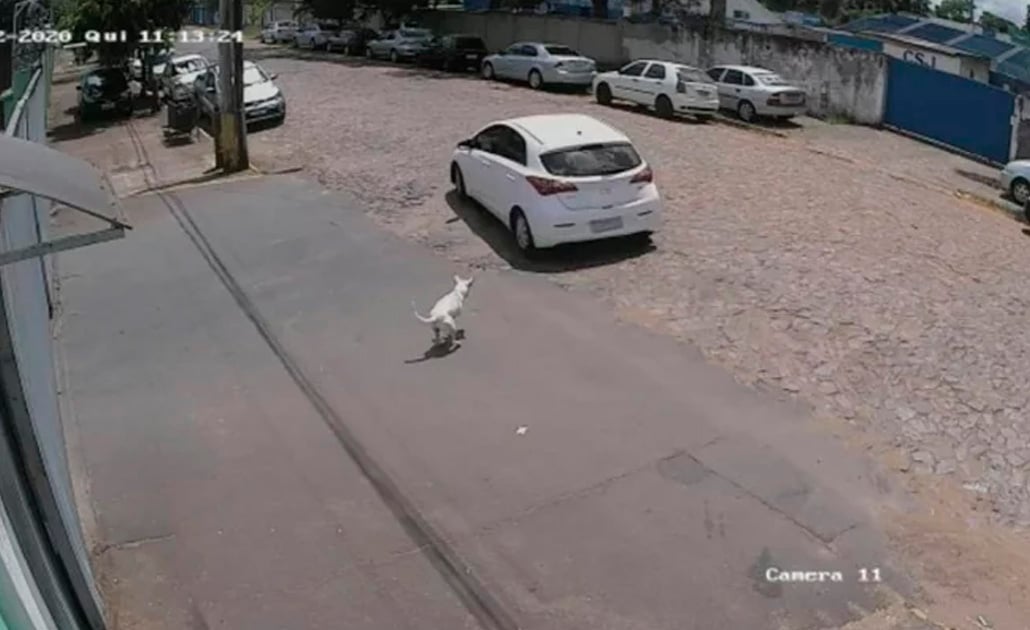 Captan en video a mujer que abandonó a perro discapacitado en Brasil