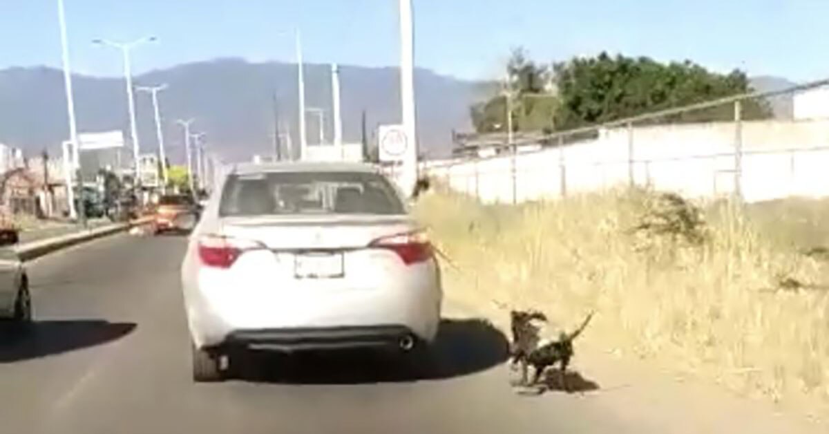 Captan otro caso de maltrato animal: ahora arrastran a perro desde un auto