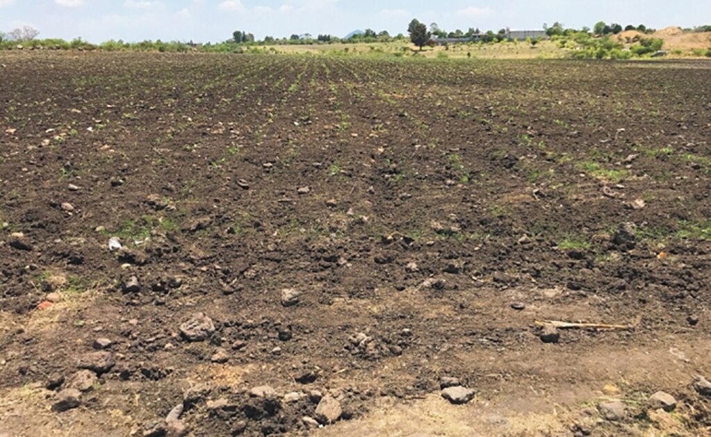 Segob emite declaratoria de desastre natural para sector agrícola en SLP