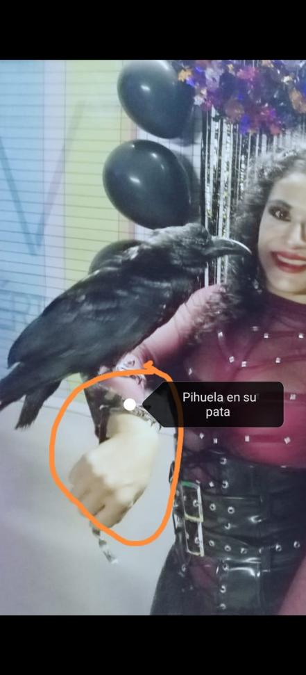 “Lo tiraron a la mitad de la nada”: buscan a Félix, cuervo doméstico que escapó en SLP