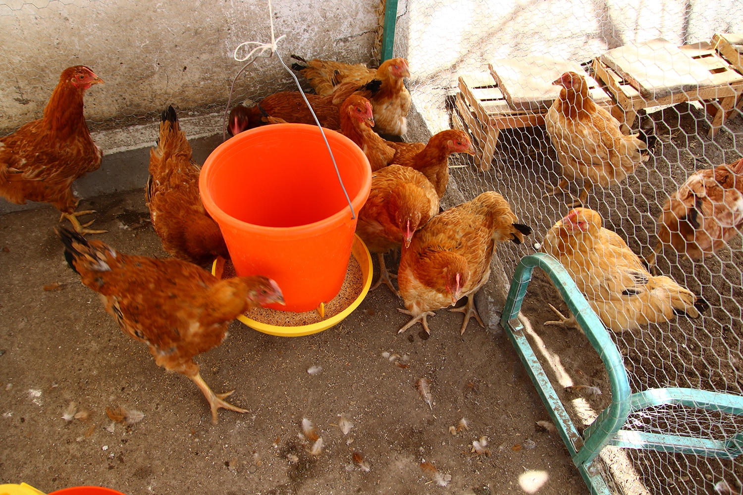 Entregará DIF apoyos para instalar 2 mil 500 granjas de traspatio