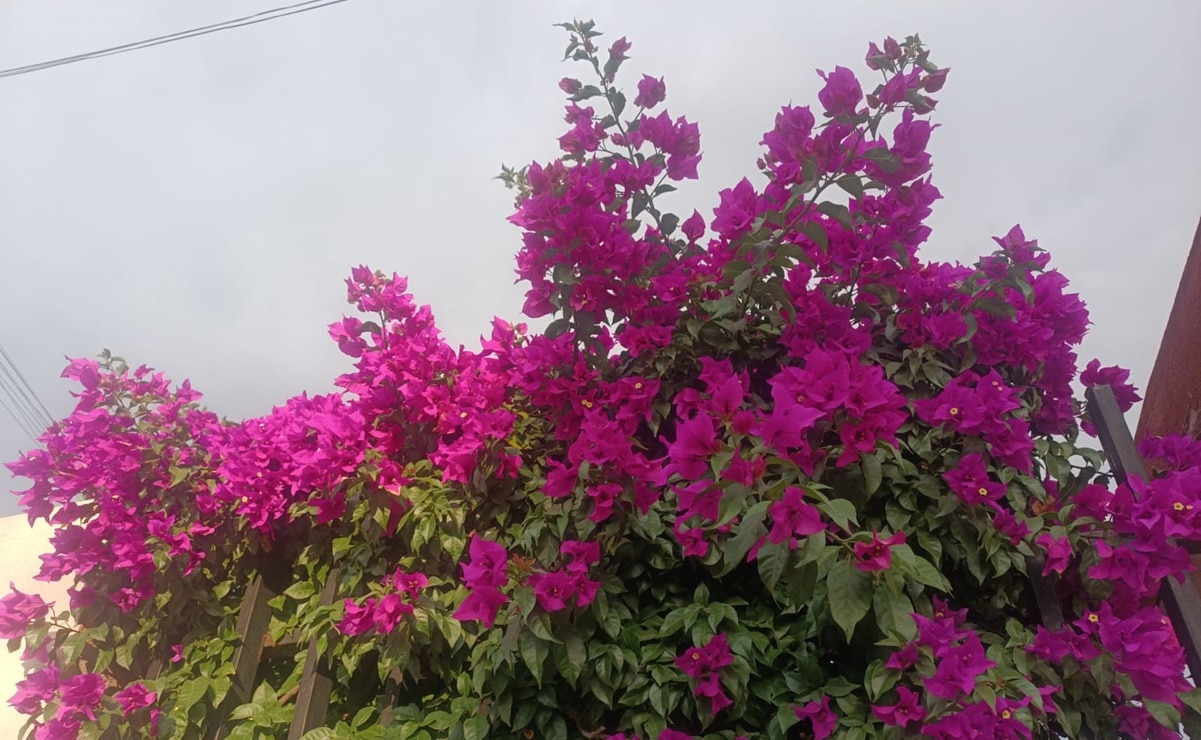 Bugamilias visten de colores rosados las calles de SLP. Fotos: Xochiquetzal Rangel