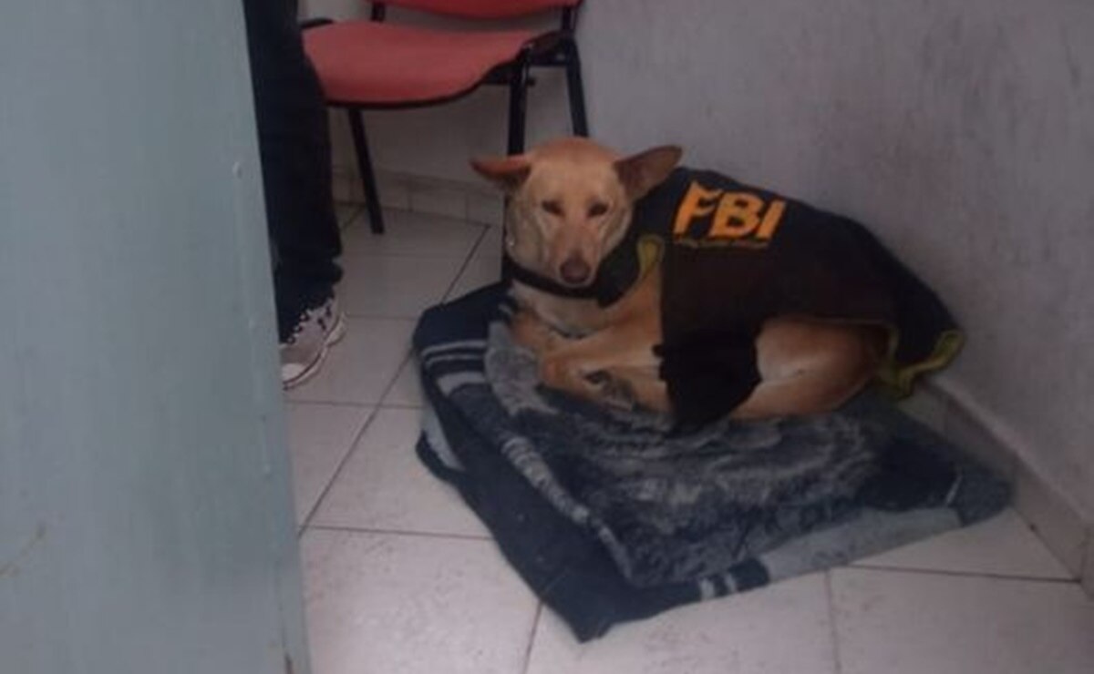 Vigilantes de la UASLP resguardan a lomito del frío y les llueven felicitaciones en redes