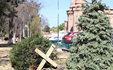 ¡No los tires! Lleva tu árbol de Navidad natural a los centros de acopio en SLP 