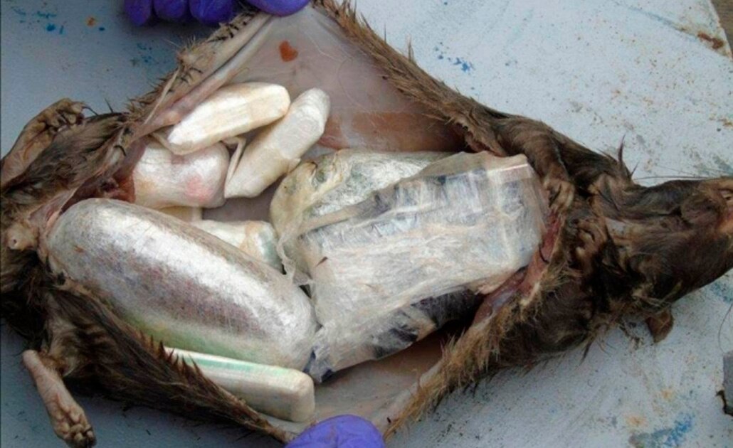 Arrojan ratas muertas rellenas de droga a prisioneros