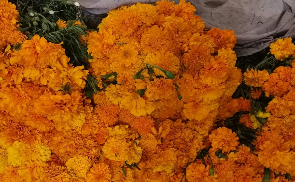 Ayuntamiento de SLP plantará cempasúchil para decoración del próximo año. Foto: Archivo EL UNIVERSAL