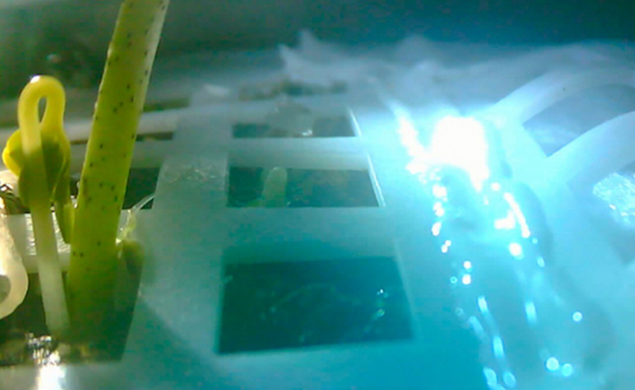 Murió la primera planta "bebé" que brotó en la cara oculta de la Luna