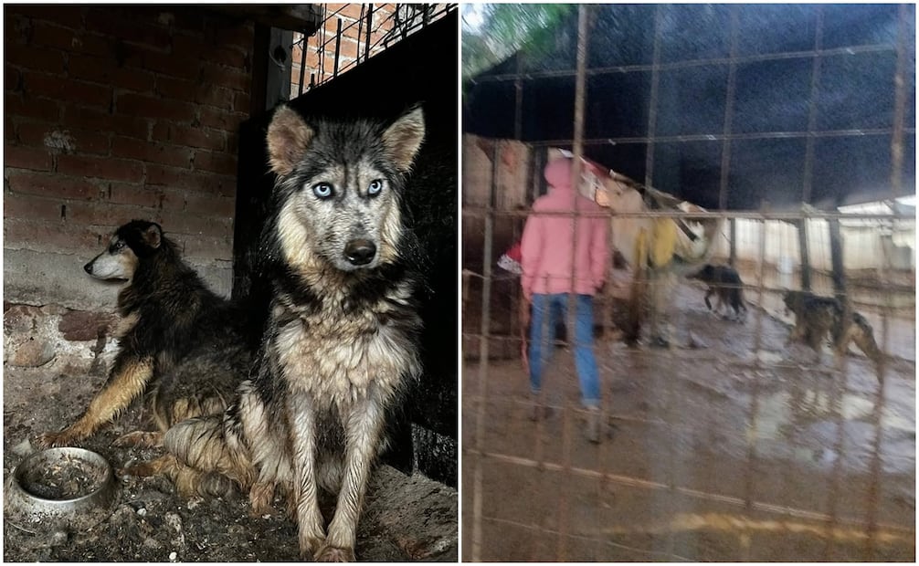 Los perritos fueron encontrados en condiciones severas de abandono y suciedad.