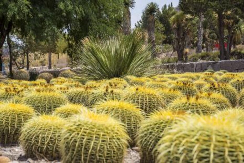 Jardín Botánico UASLP, ejemplo de conservación de plantas