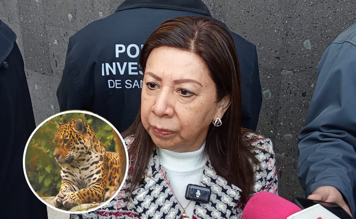 Fiscalía sin denuncia por muerte de jaguar en la Huasteca potosina; culpable podría pasar 9 años en la cárcel