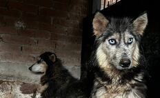 Fiscalía de SLP busca a los dueños y responsables de criadero clandestino de perritos en Milpillas 