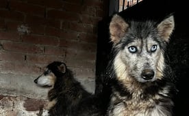 Fiscalía de SLP busca a los dueños y responsables de criadero clandestino de perritos en Milpillas 